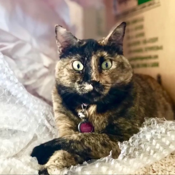 Meet your Posher, Lacey - Picture 6 of 7